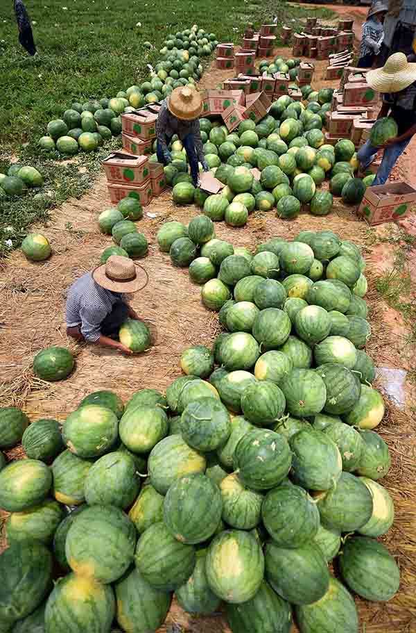 海南文昌 海南文昌西瓜遭遇销售难题(图)