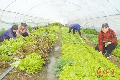 河南博爱县主打有机蔬菜种植 开辟致富新路