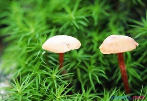 下雨后地上为什么长出许多蘑菇？