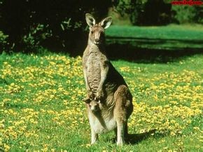 为什么澳大利亚会有很多袋类动物?